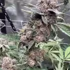 stonersflowershop Telegram Logo