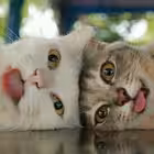 imacat Telegram Logo