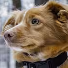 Telegram @cutedogsChannel Image