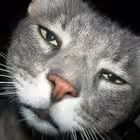 nya_cats Telegram Logo