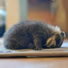 mimimianimal Telegram Logo