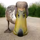 animalsgif Telegram Logo