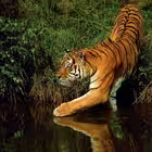 Telegram @wildlifenChannel Image