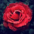 cricket_exprt Telegram Logo