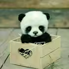 altindostar Telegram Logo