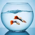 cryptoairdrop072 Telegram Logo