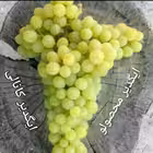 Igdir_bakishlechay Telegram Logo