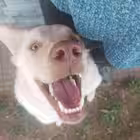 kemal_1484 Telegram Logo