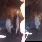 small_girl_dirty_viral_mms Telegram Logo