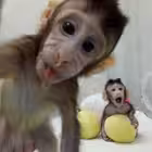 tokyoskyyyy Telegram Logo