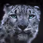 afyon1991 Telegram Logo