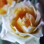 musingsofcigarettesmokingwoman Telegram Logo