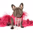 Telegram @izzythefrenchie1Channel Image