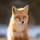 behindTheScenesFoxy Telegram Logo