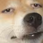 everyone Telegram Logo