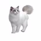 ragdoll_nursery Telegram Logo