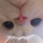 Nympho_Meow Telegram Logo