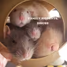 petsrats Telegram Logo