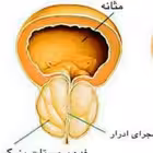 prostates Telegram Logo