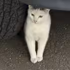 PuppetsWar Telegram Logo