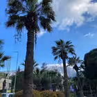 manisarus Telegram Logo