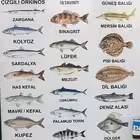 MersinFishing Telegram Logo