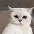 evlifetochkacom Telegram Logo