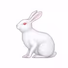 kroliknews Telegram Logo