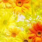 Ms_krasota Telegram Logo