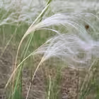 belgorpost Telegram Logo