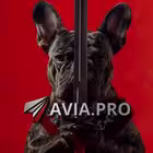 aviapro1 Telegram Logo