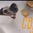 svetskiekroshki Telegram Logo