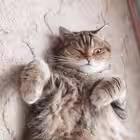 kramnikcat Telegram Logo