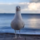 krimski Telegram Logo