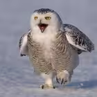 NUR24RU Telegram Logo