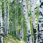 mo_now Telegram Logo