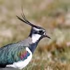 coast51 Telegram Logo