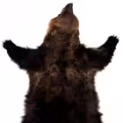 shkura_news Telegram Logo