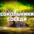 sokolnikisosedi Telegram Logo