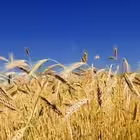 Telegram @novostiiiukraineChannel Image