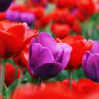 warekracht Telegram Logo