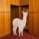 notboring_riga Telegram Logo