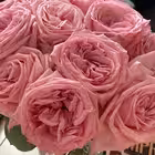 myassistance Telegram Logo