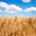 sarnyrada2022 Telegram Logo