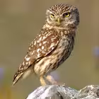 Northern_Sich_ukr Telegram Logo