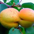 gnilye_slivy Telegram Logo