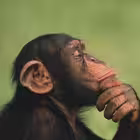 yiworldfeed Telegram Logo