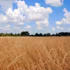 Ruzhgrom Telegram Logo