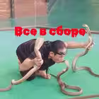 thailand_chat_q Telegram Logo