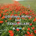 Gultepa_mah_1b Telegram Logo